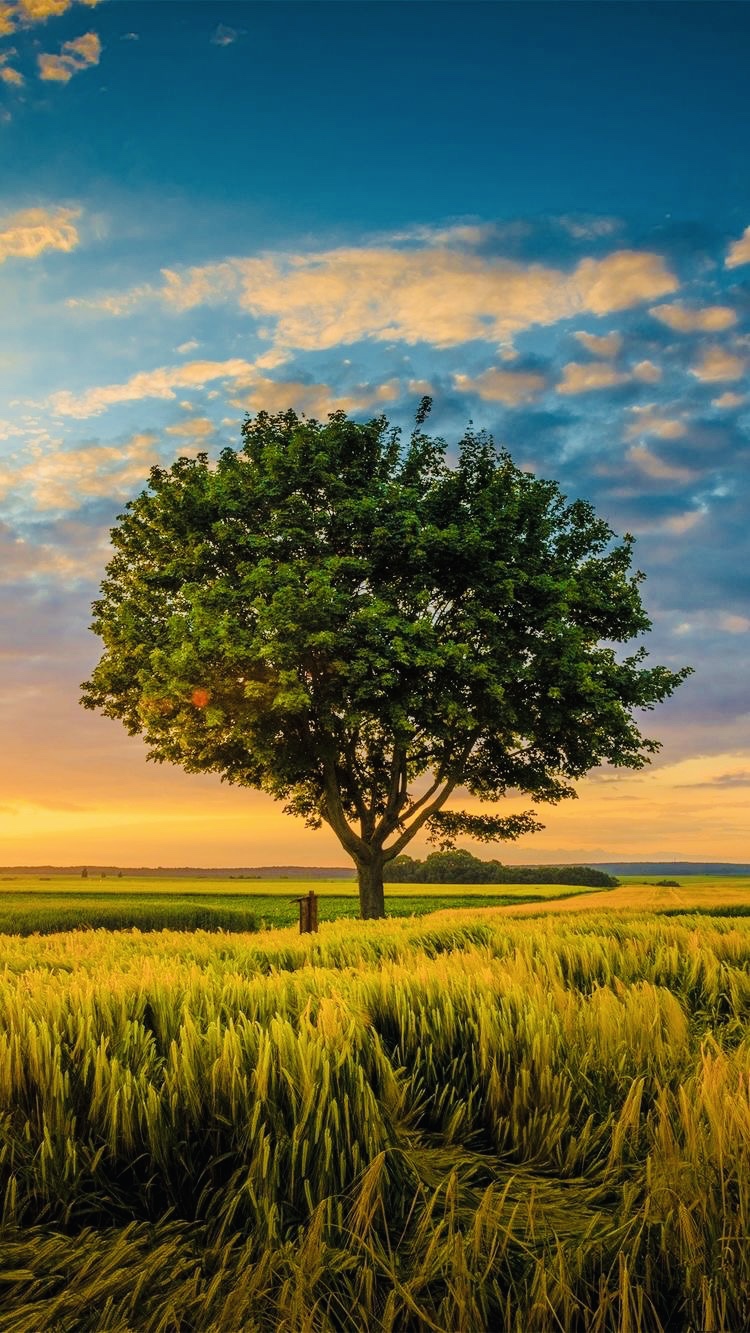 Let The Life&nbsp;Flow